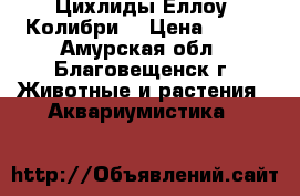 Цихлиды Еллоу (Колибри) › Цена ­ 100 - Амурская обл., Благовещенск г. Животные и растения » Аквариумистика   
